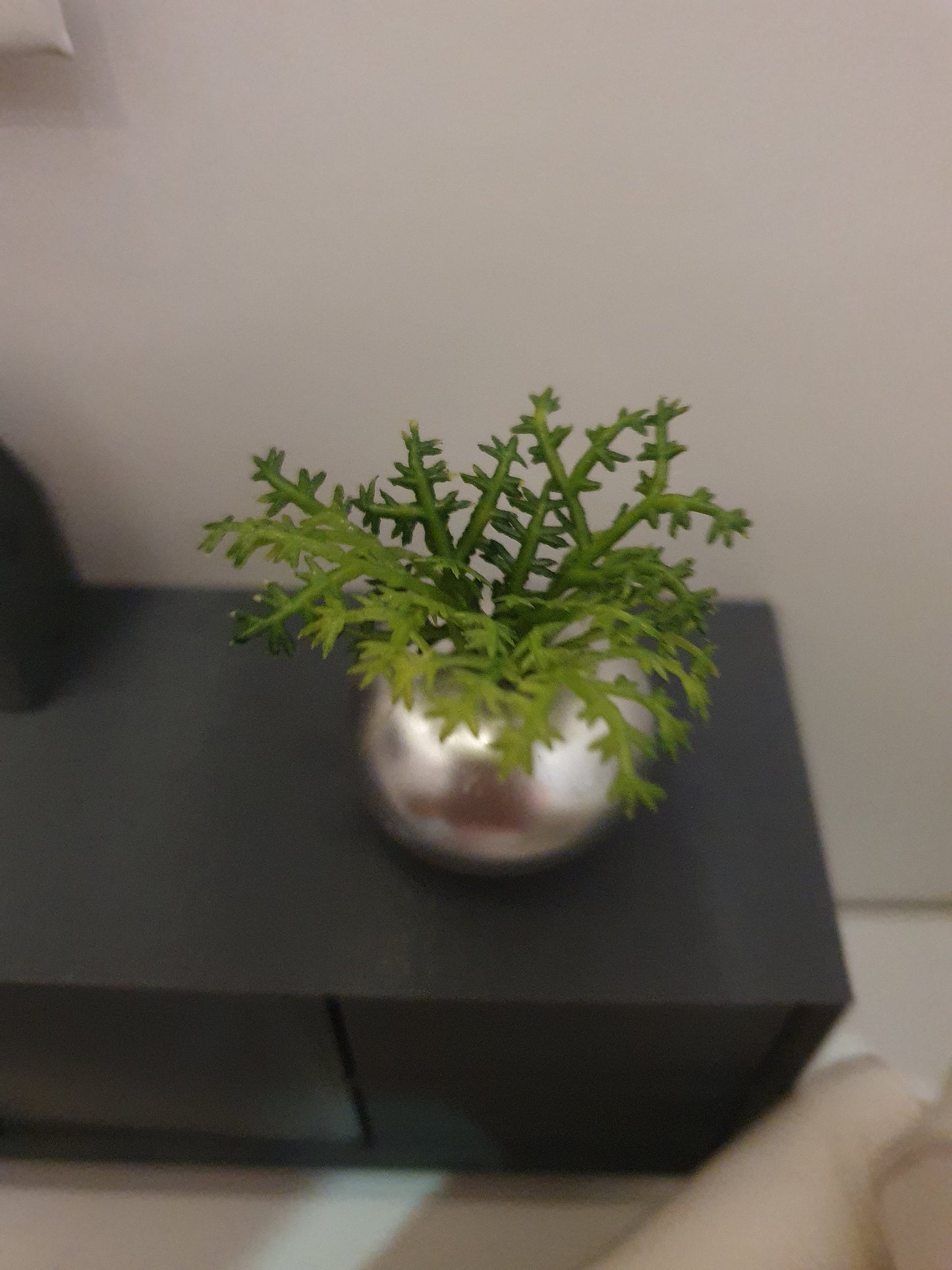 Dolls House Silver Round Pot with Green Plant, 1:12th Scale, Miniature Plant Pot, Dollhouse Accessories