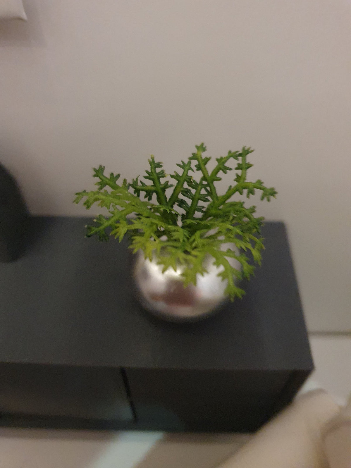 Dolls House Silver Round Pot with Green Plant, 1:12th Scale, Miniature Plant Pot, Dollhouse Accessories