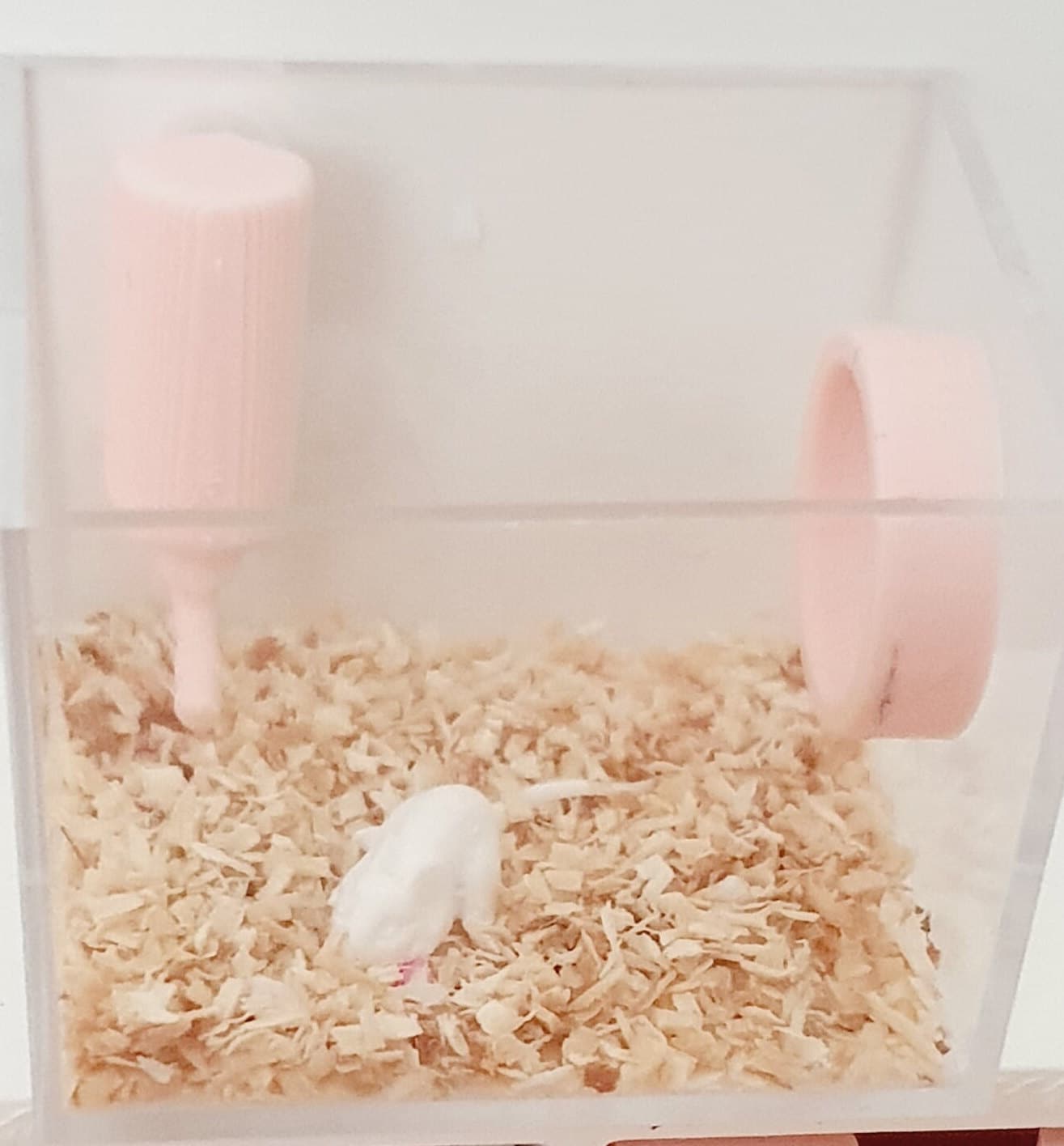 Mouse Cage dolls house miniature  1:12 Miniature White or Grey mouse