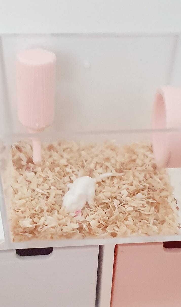 Mouse Cage dolls house miniature  1:12 Miniature White or Grey mouse